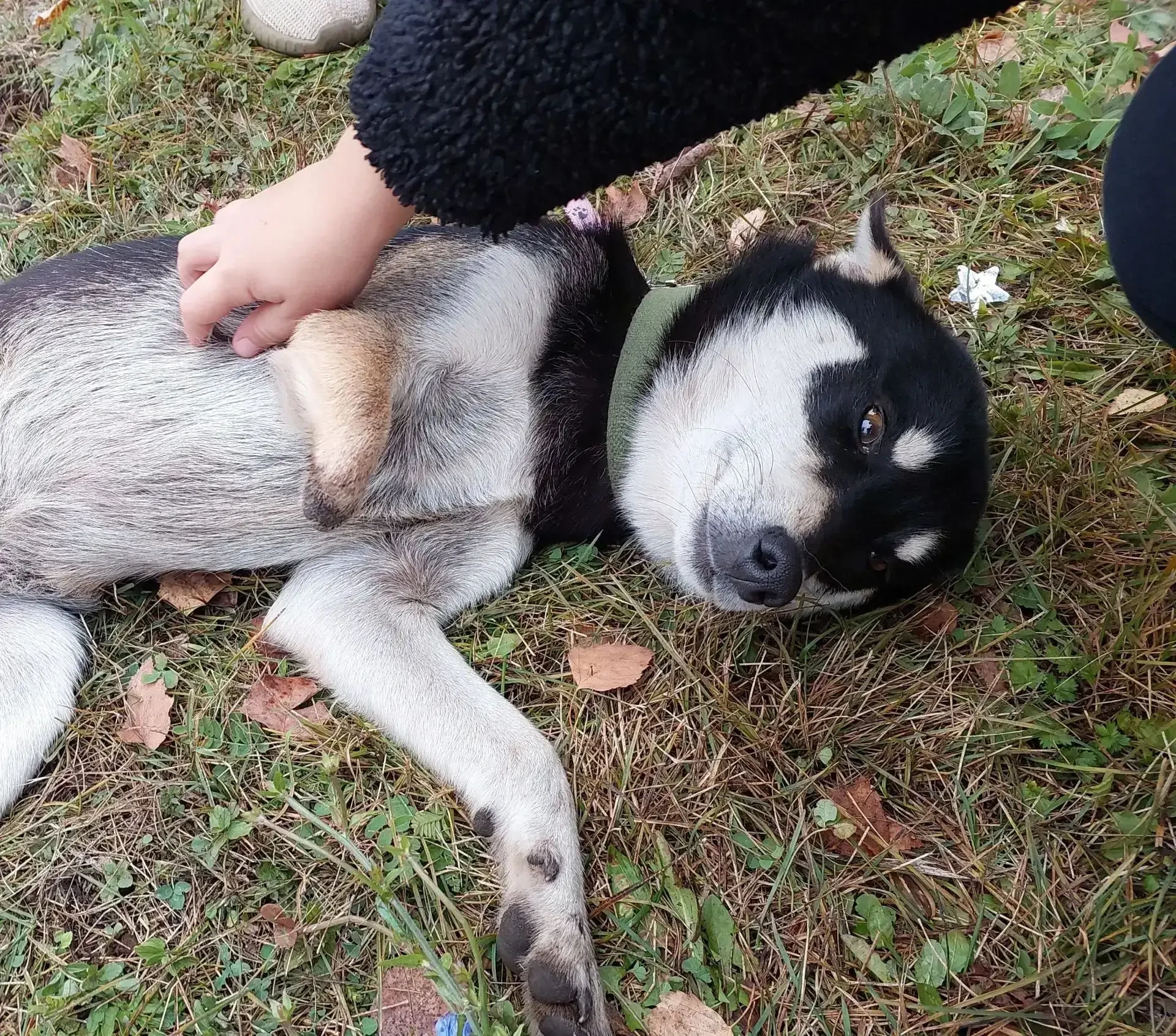 Для хвостиков с любовью 🐾