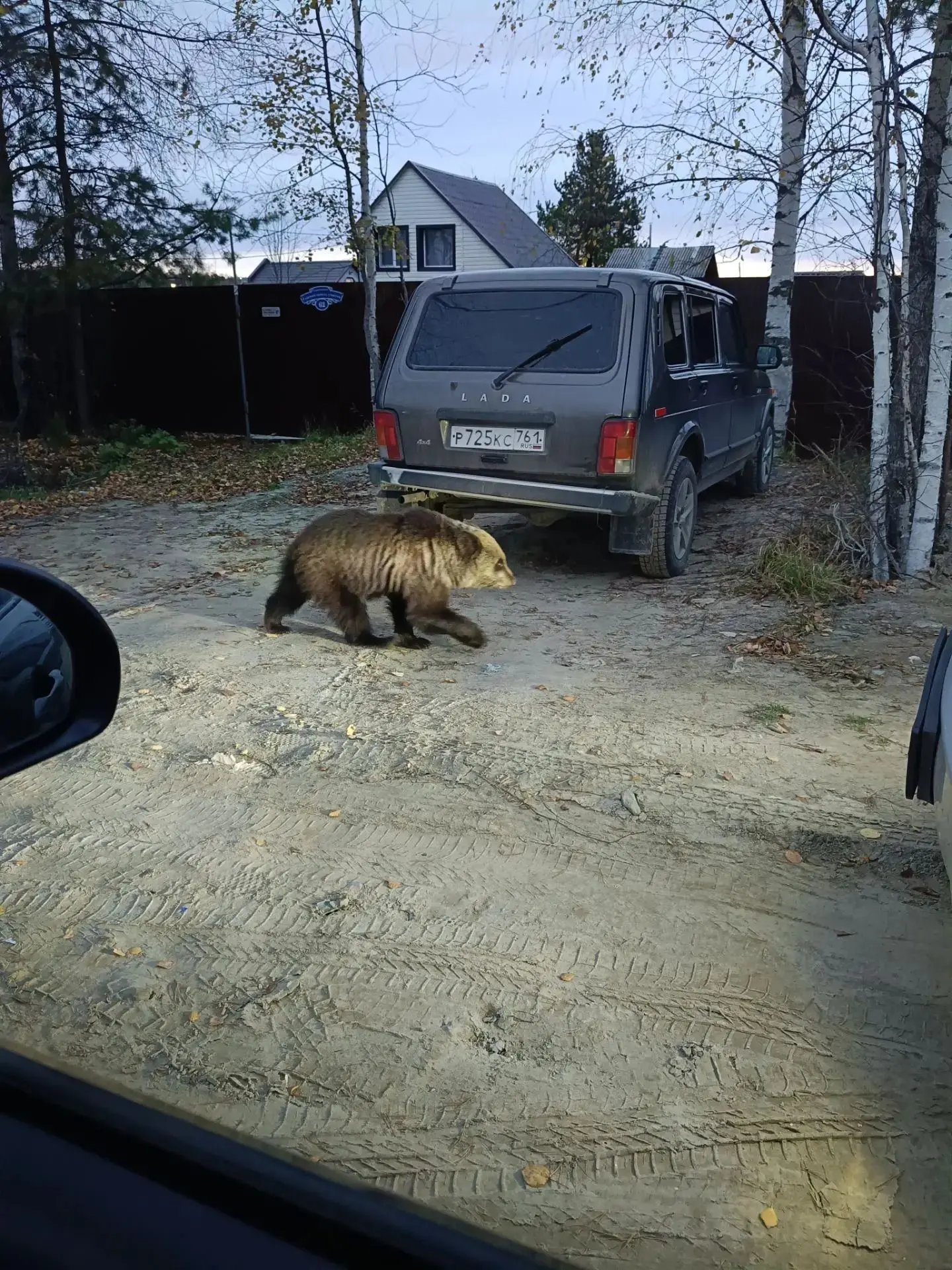 Фото медведя на дачах от подписчика