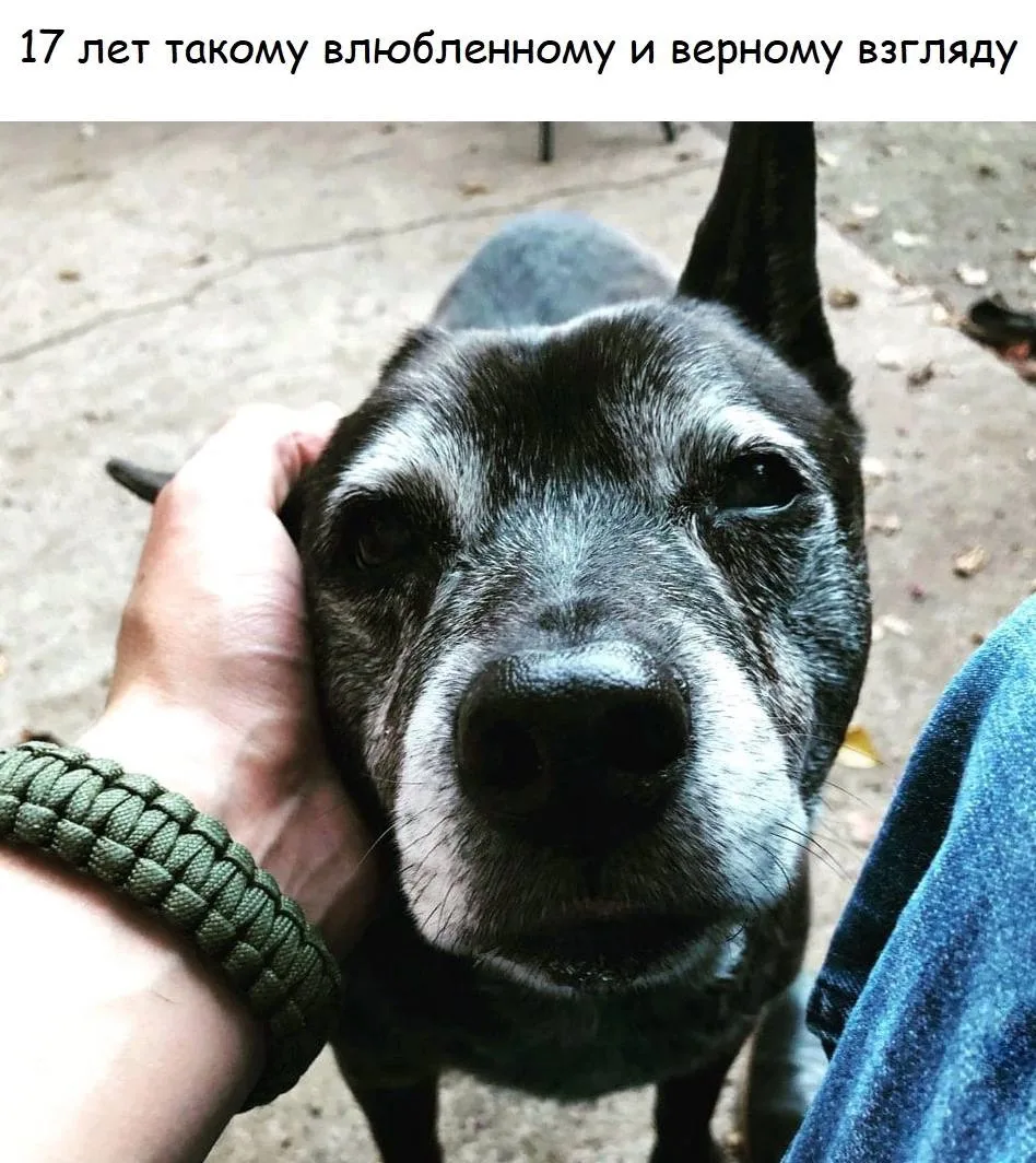 Шерстяной дружок 🐶