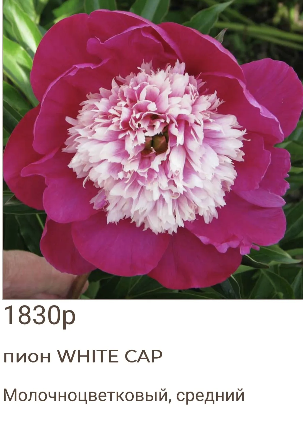Заказать: 
https://sadgorozhanki.ru/catalog/pionyosen26/?page=6