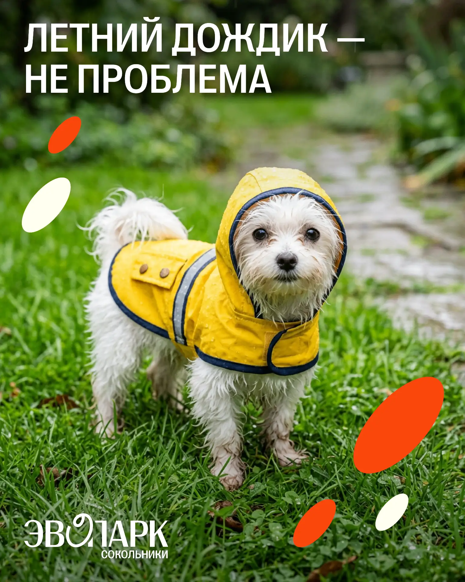 Небольшой дождь — не повод отменять прогулку с любимым питомцем 🐾