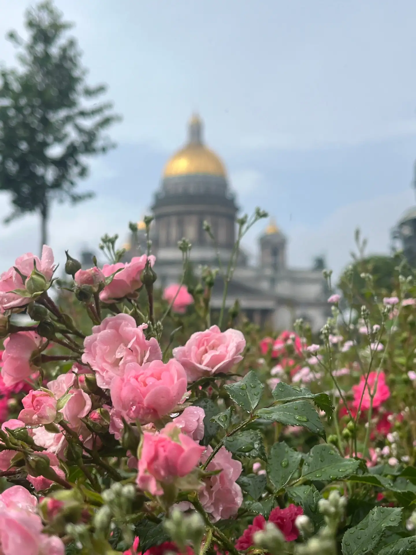 🌹🌹🌹

Фото: Арина Брилькова