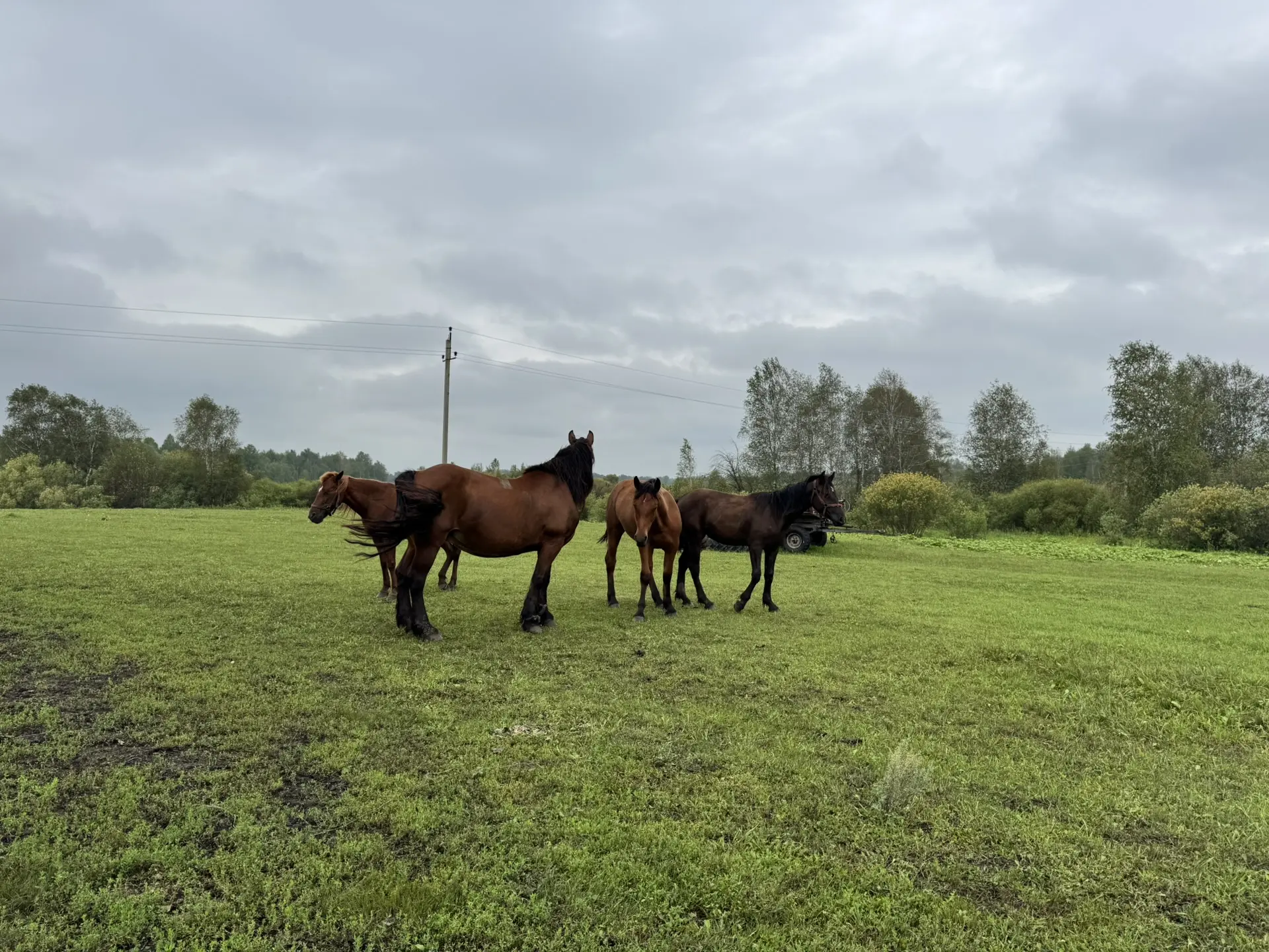 🌿🐴Для них есть отдельное место в моём сердце 🤍🐎