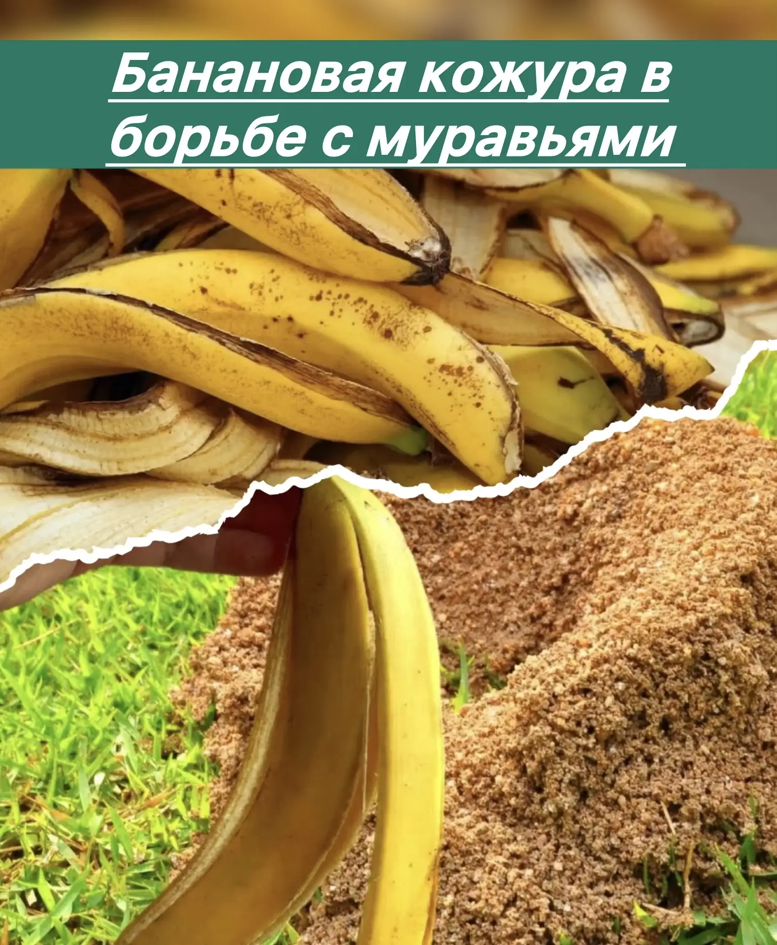 ▌ 🍌 Банановая кожура в борьбе с муравьями

Муравьи — частые гости на дачных участках и в квартирах,