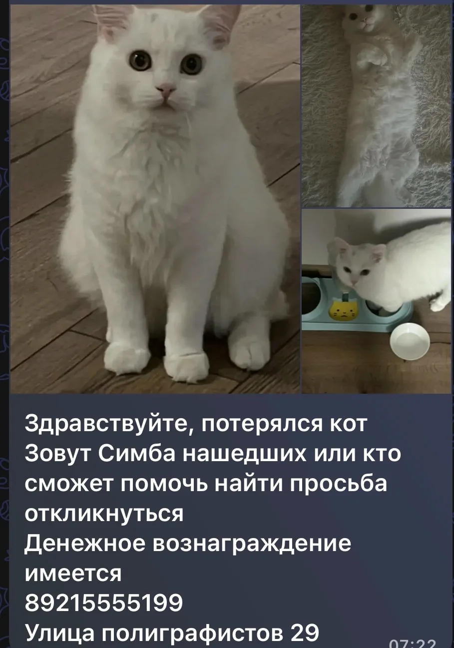 Здравствуйте, помогите найти кота по кличке Симба.