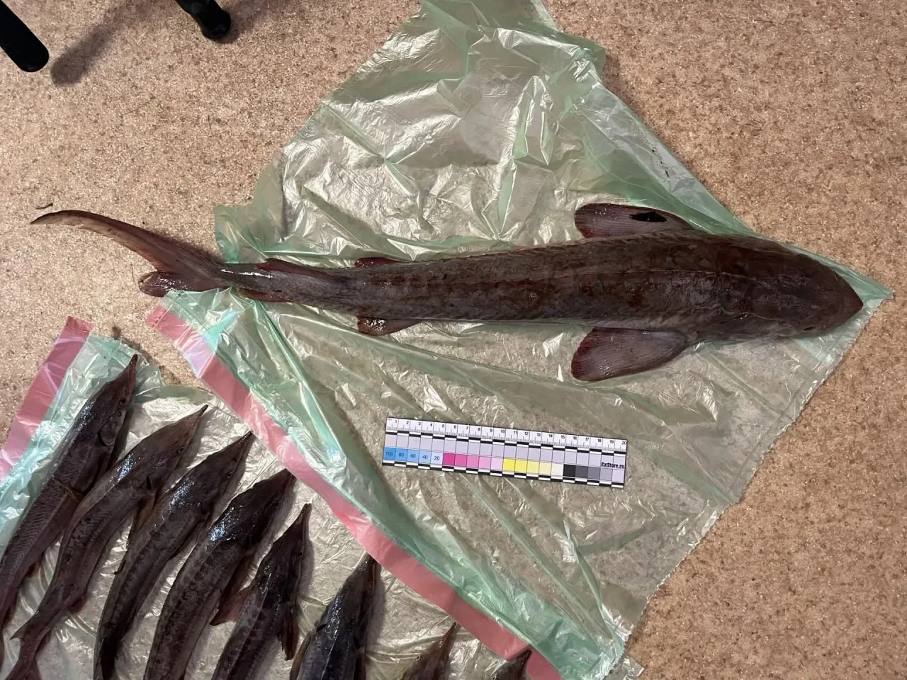 🎣 Рыбачила на краснокнижного осетра — теперь ответит в суде: жительница Томской област...