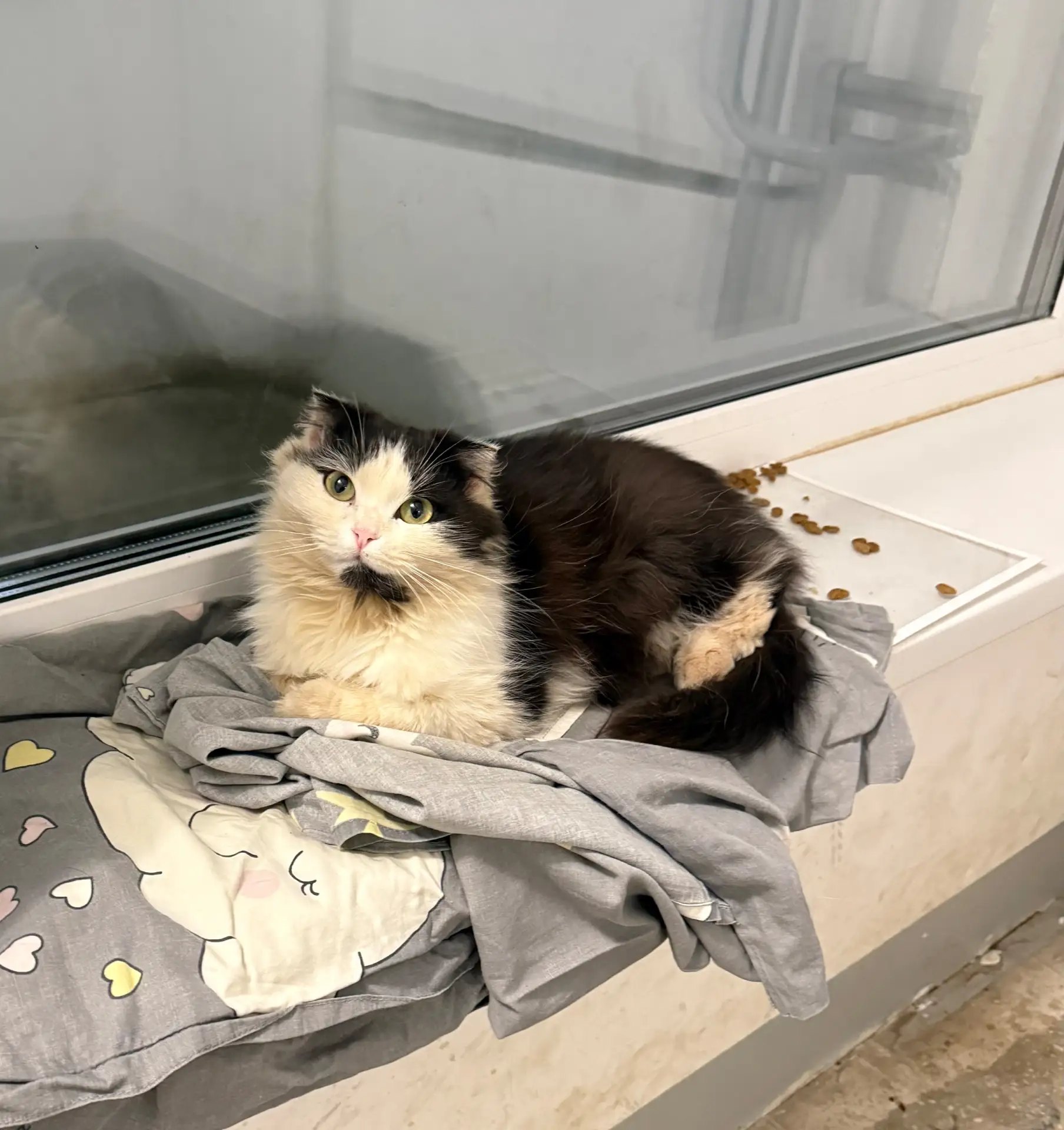У дома по адресу Кирова 11 живет очень ласковая и ручная кошечка которая ищет дом.