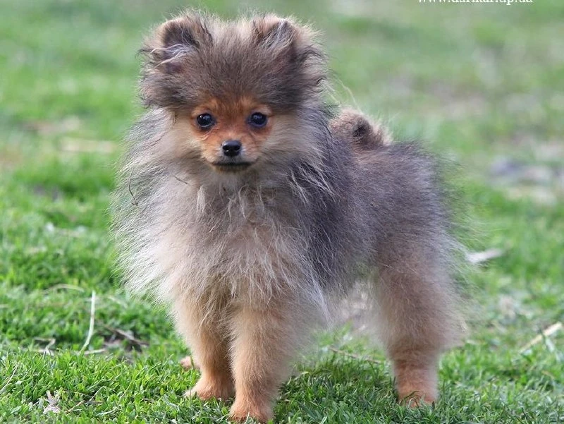 ⚡шпиц ⚡  немецкий шпиц ⚡  линька ⚡  пырзик ⚡  породы собак ⚡️breedsinfo ⚡️dogmem