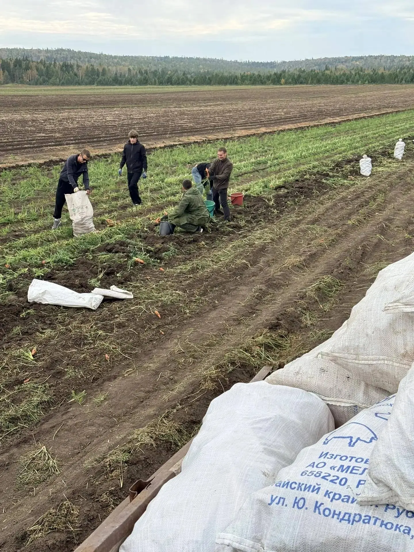 🥕 Оранжевый рекорд: 251 мешок моркови за пять часов собрали студенты из Железногорска-...