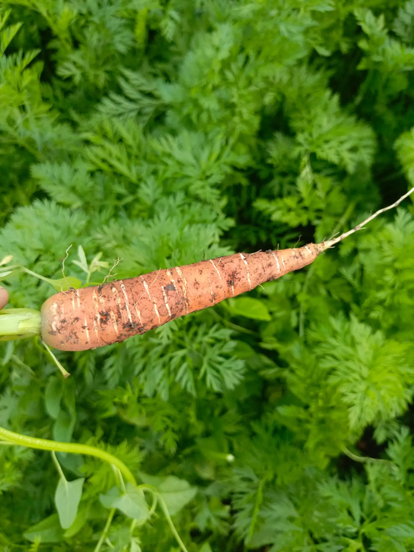 Морковь ещё маленькая 🥕