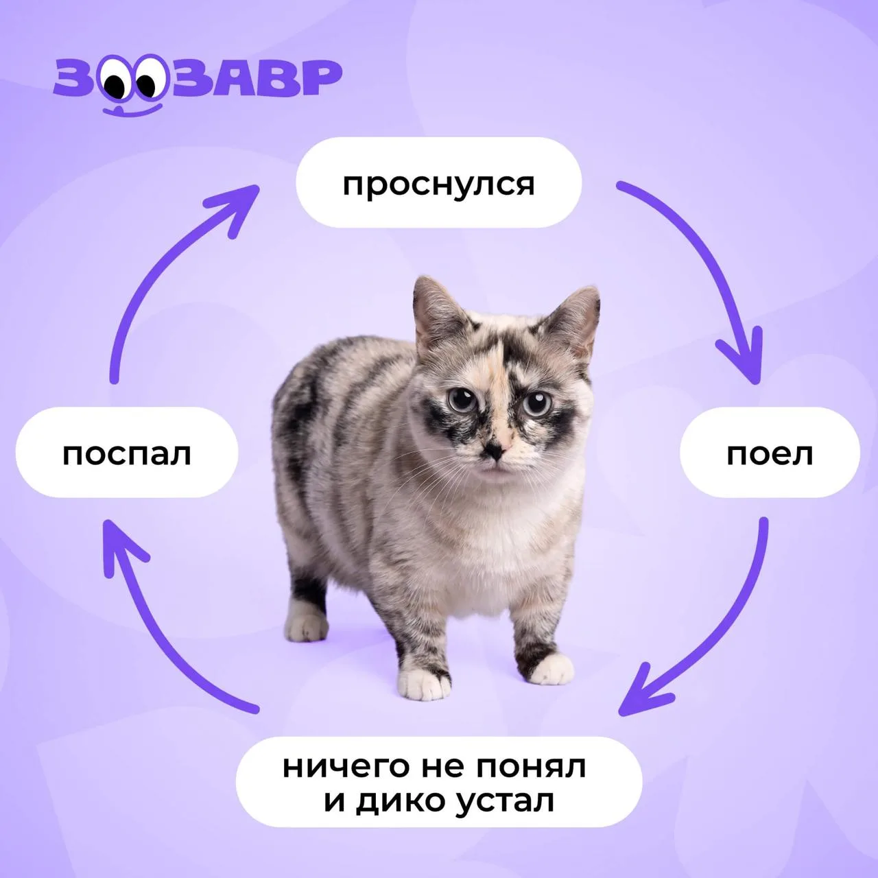 Я: встаю рано утром, весь день работаю
Тем временем мой кот: