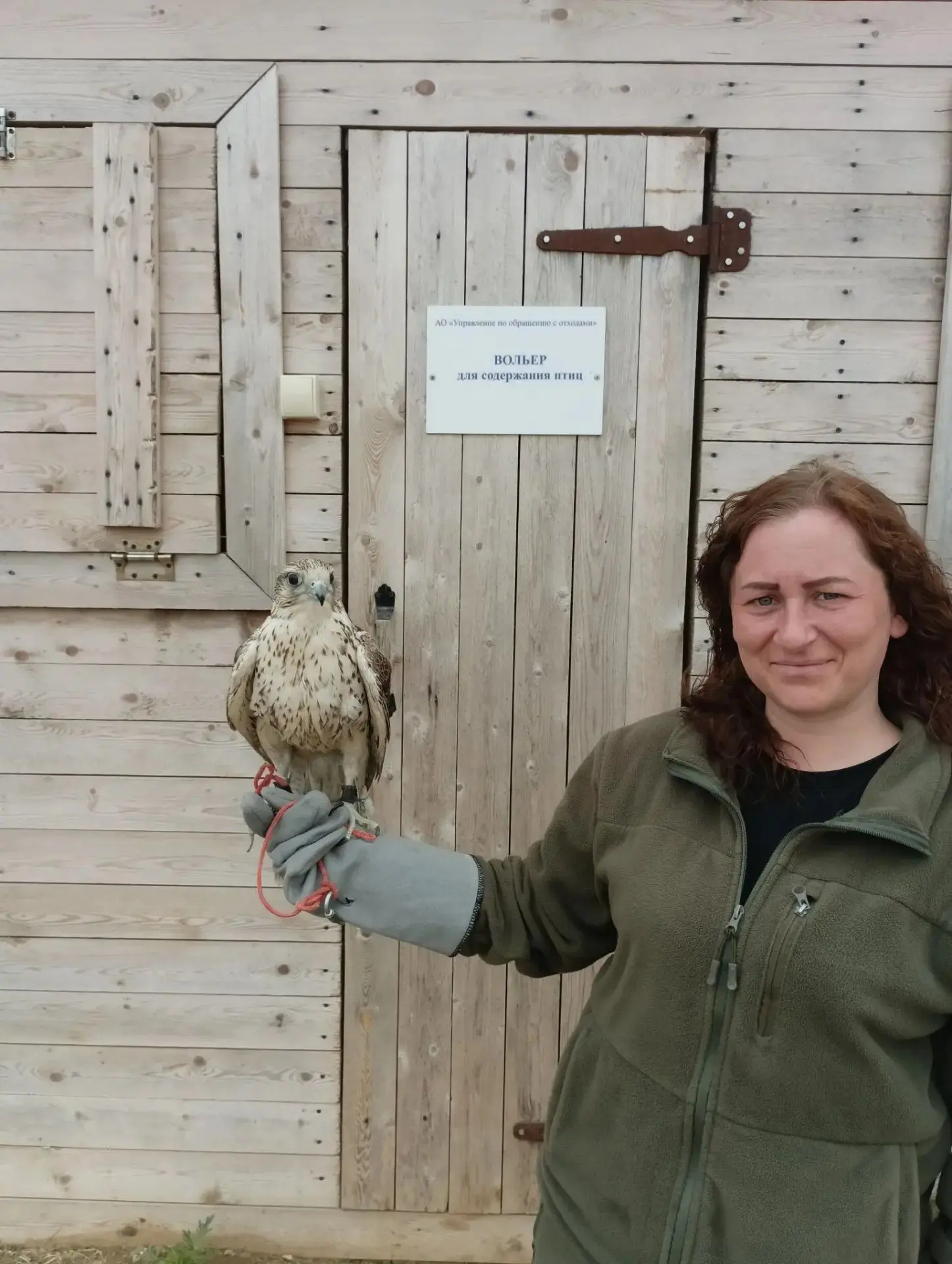 🦅 Пернатый страж полигона: как ястреб Малыш навел порядок в Ногликах

♻️В Ногликском районе на поли