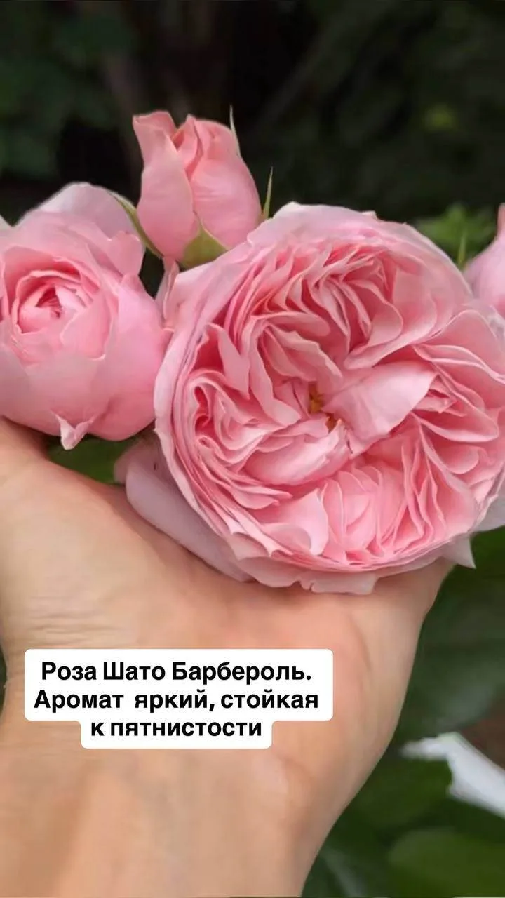 Изображение 1 к публикации «Екатерина Весна»