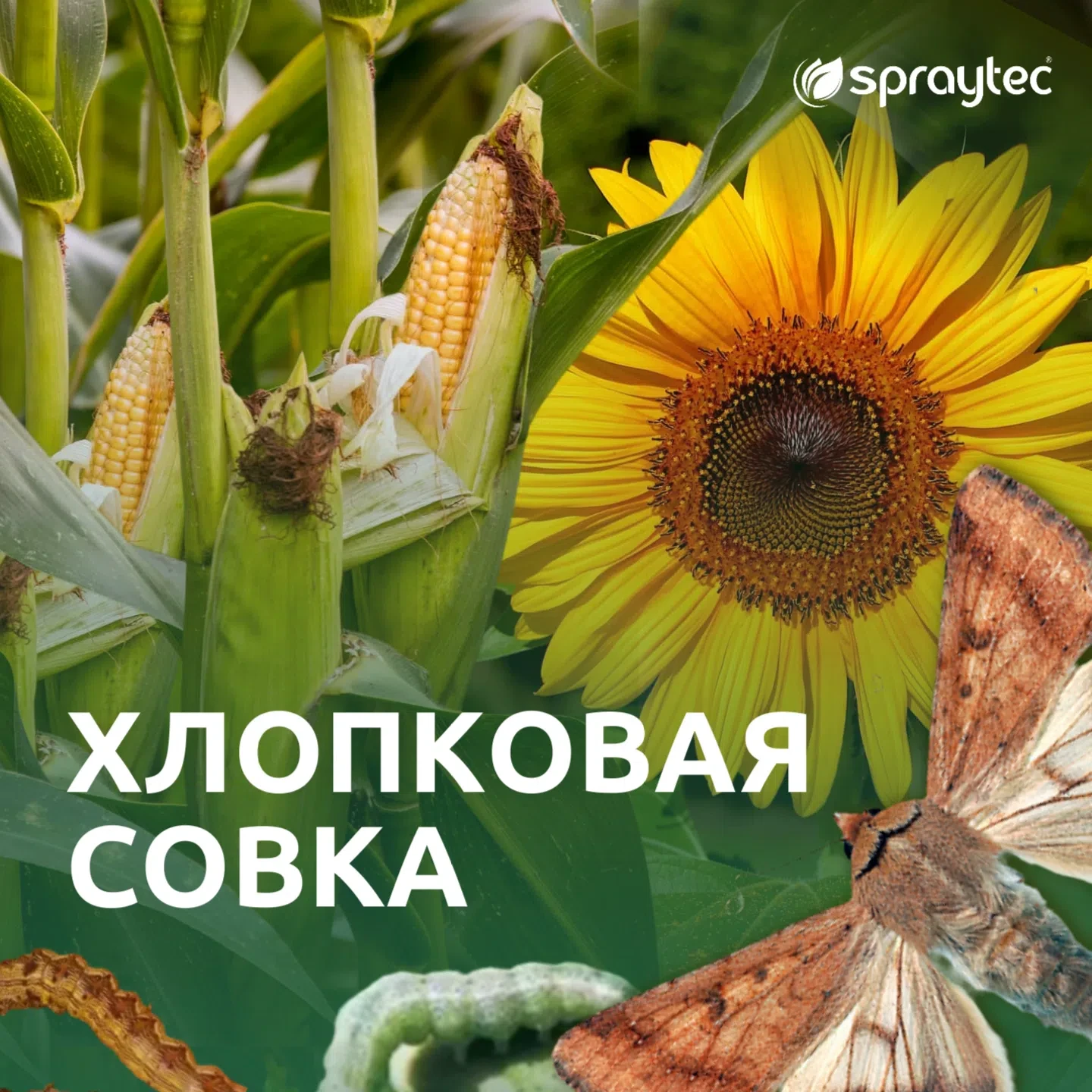 🌽 🌻 Хлопковая совка на кукурузе и подсолнечнике: риски и тактика защитных мероприятий