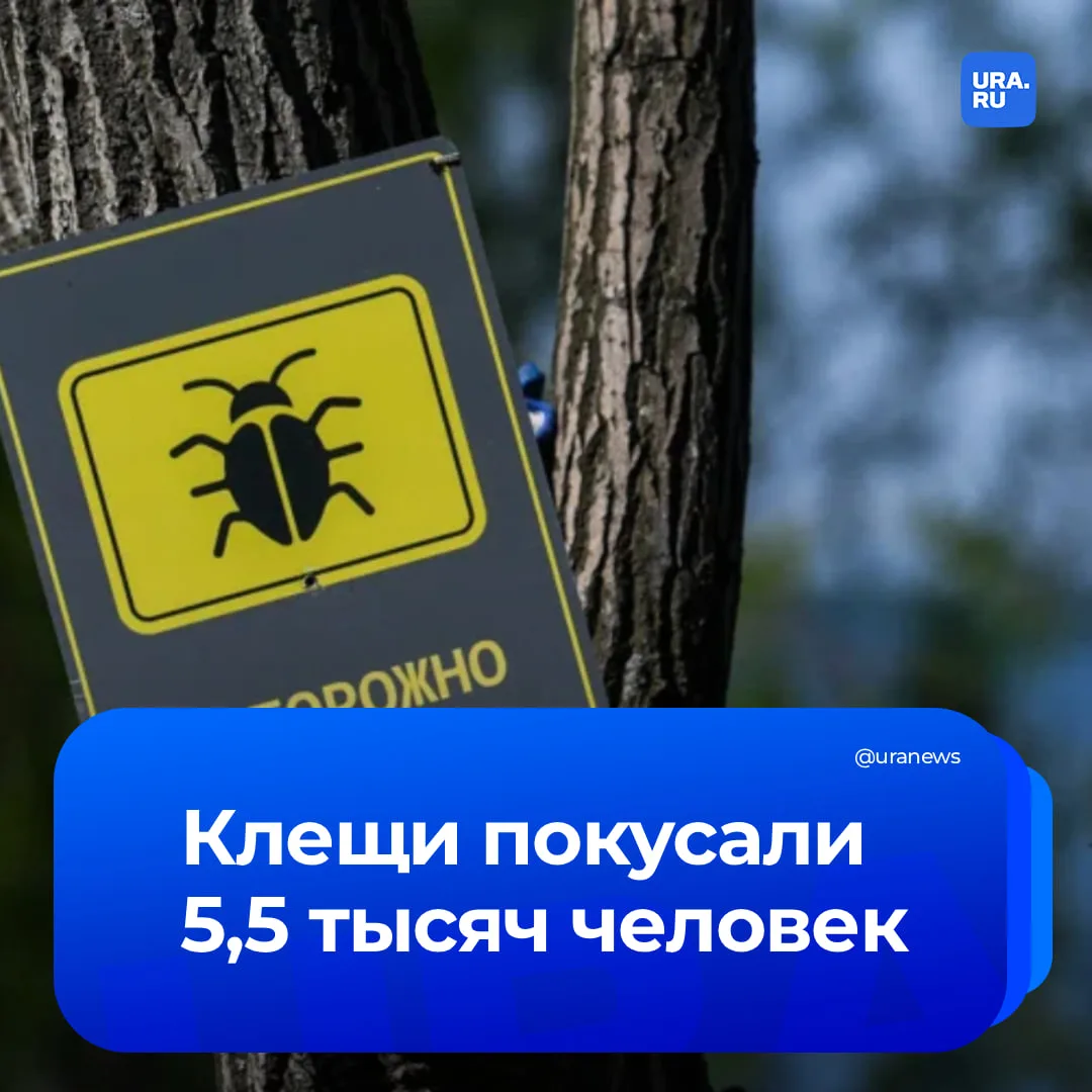 Половина заражена болезнью Лайма: клещи покусали более 5,5 тысяч пермяков  В Пермском крае с начала 