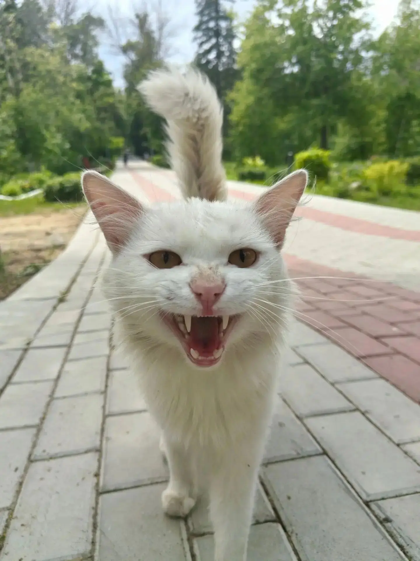 Аминова Амелия, 7д класс, "Хищник"