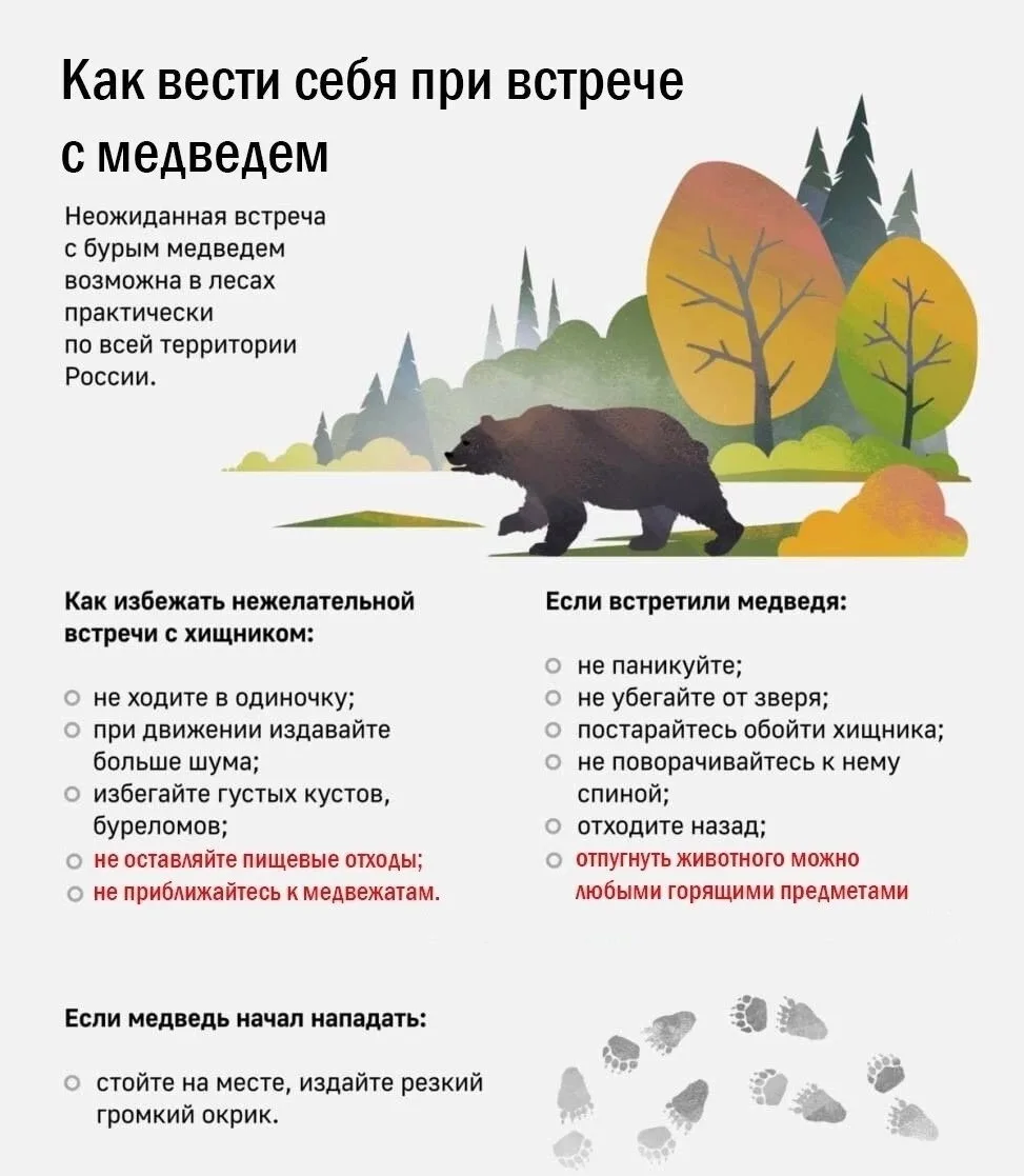 Не фотографировать и не кормить: в омском минприроде рассказали, что делать при встрече...