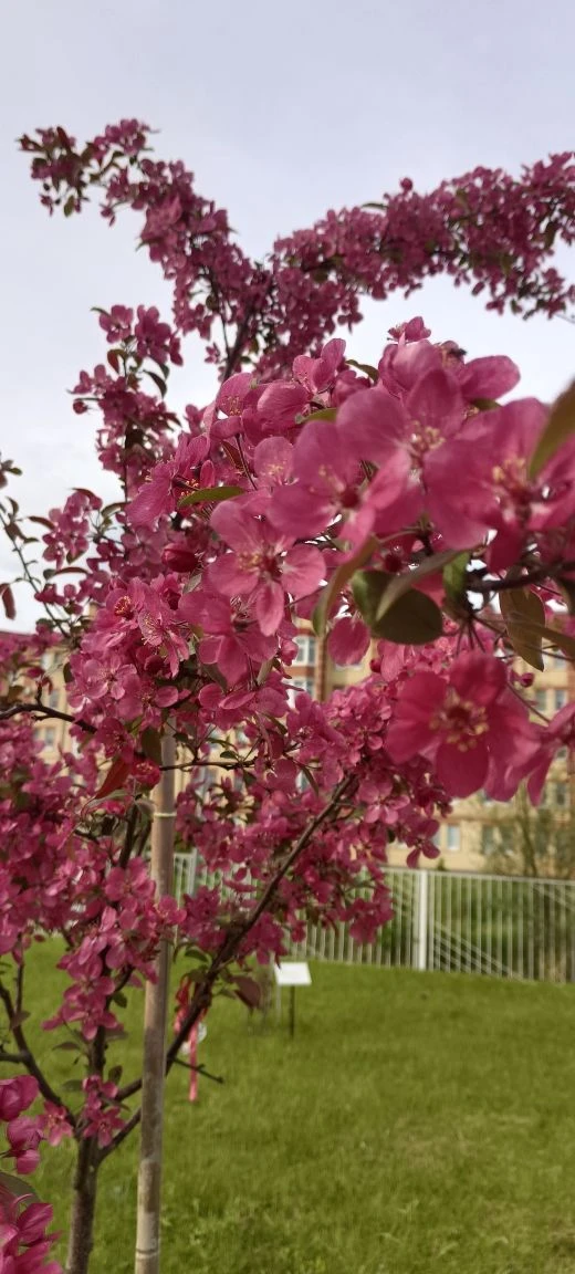 🌸 В школе цветёт «Сад памяти»  В нашей школе зацвёл «Сад памяти» — и это по-настоящему трогательное 