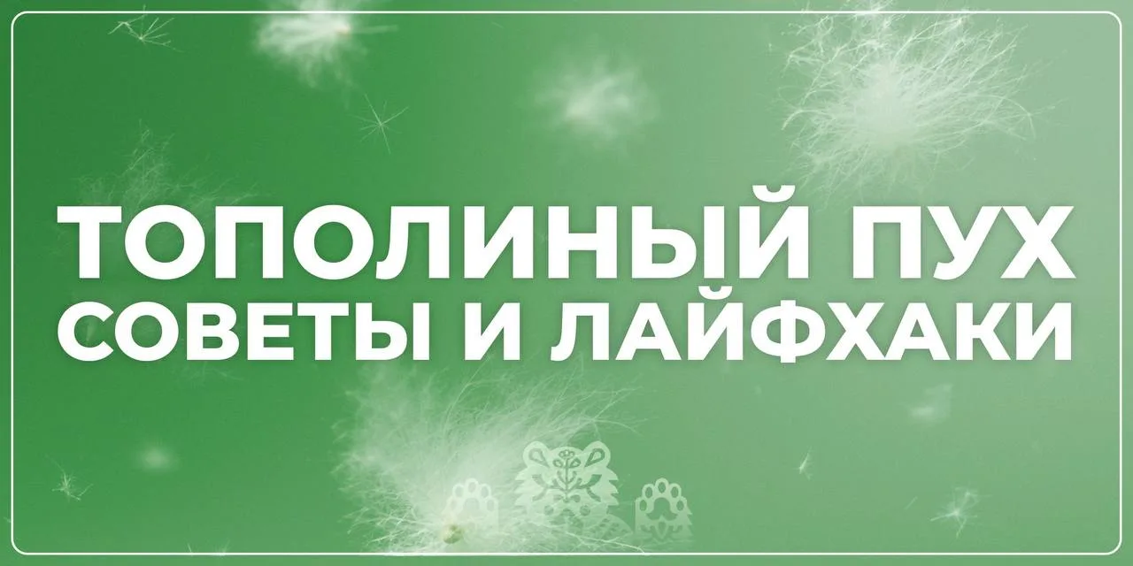 Сезон тополиного пуха начался в Тюмени.

Для многих этот период является испытанием: слезятся глаза,