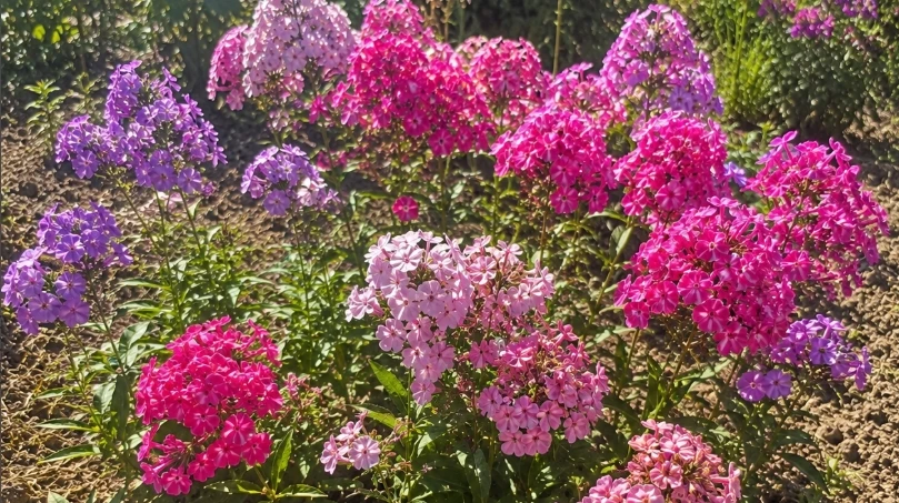 🌸 Почему флоксы в жару теряют яркость? Ошибка, которую многие не замечают летом — сове...