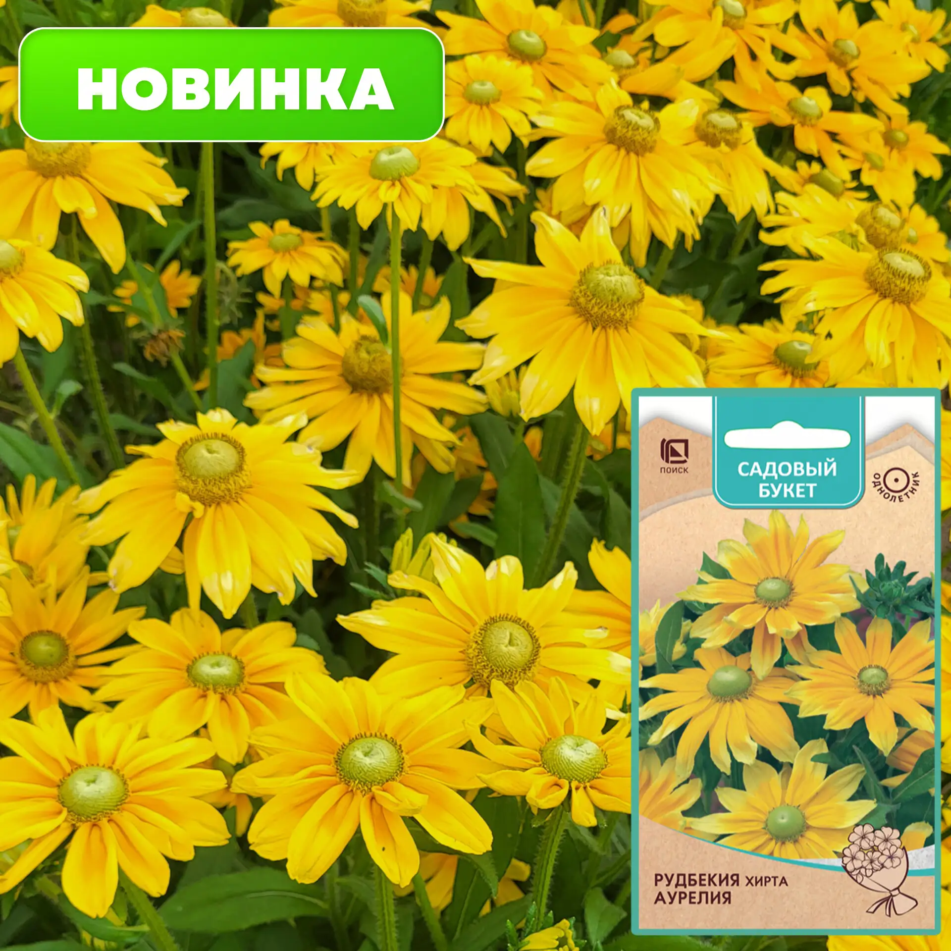 🥰 Превратите каждый день в праздник — добавьте в сад рудбекию хирта!