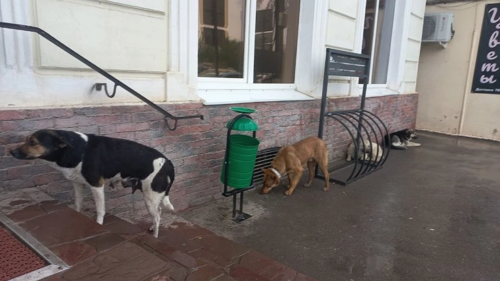 🐶 На астраханцев стали реже нападать собаки

В Астраханской области отмечается положительная динами