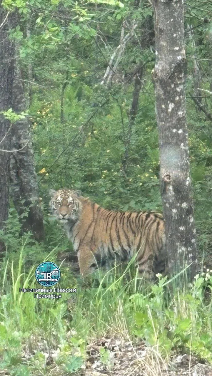 🐅 Тигр показался у дороги в Ольгинском районе Приморья  Жители Приморья встретили амурского тигра пр