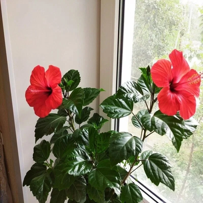 ГИБИСКУС 🌺