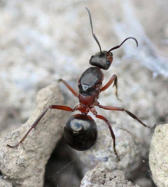🐜 Муравьи могут поднимать предметы в 50 раз тяжелее себя.