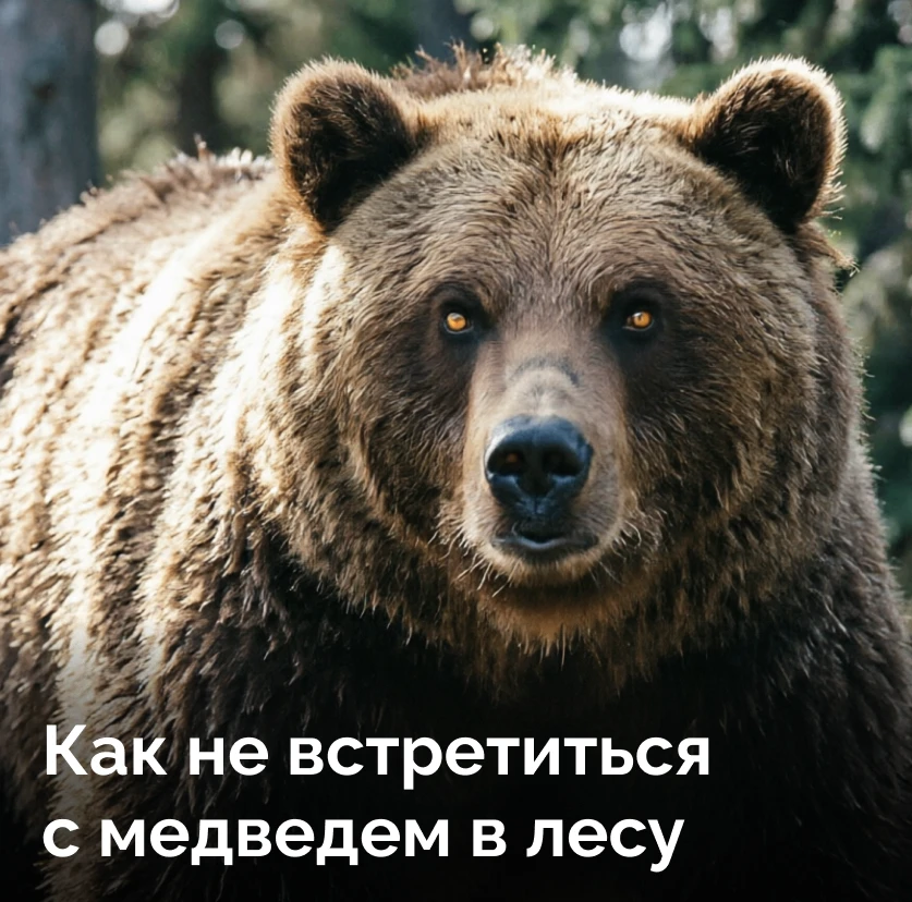 🐻 Как избежать встречи с медведем