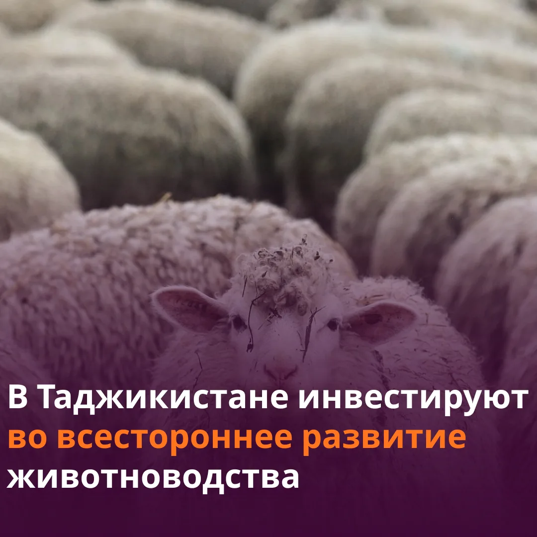 🐄 Более $39,3 млн направят в сектор животноводства в Таджикистане.