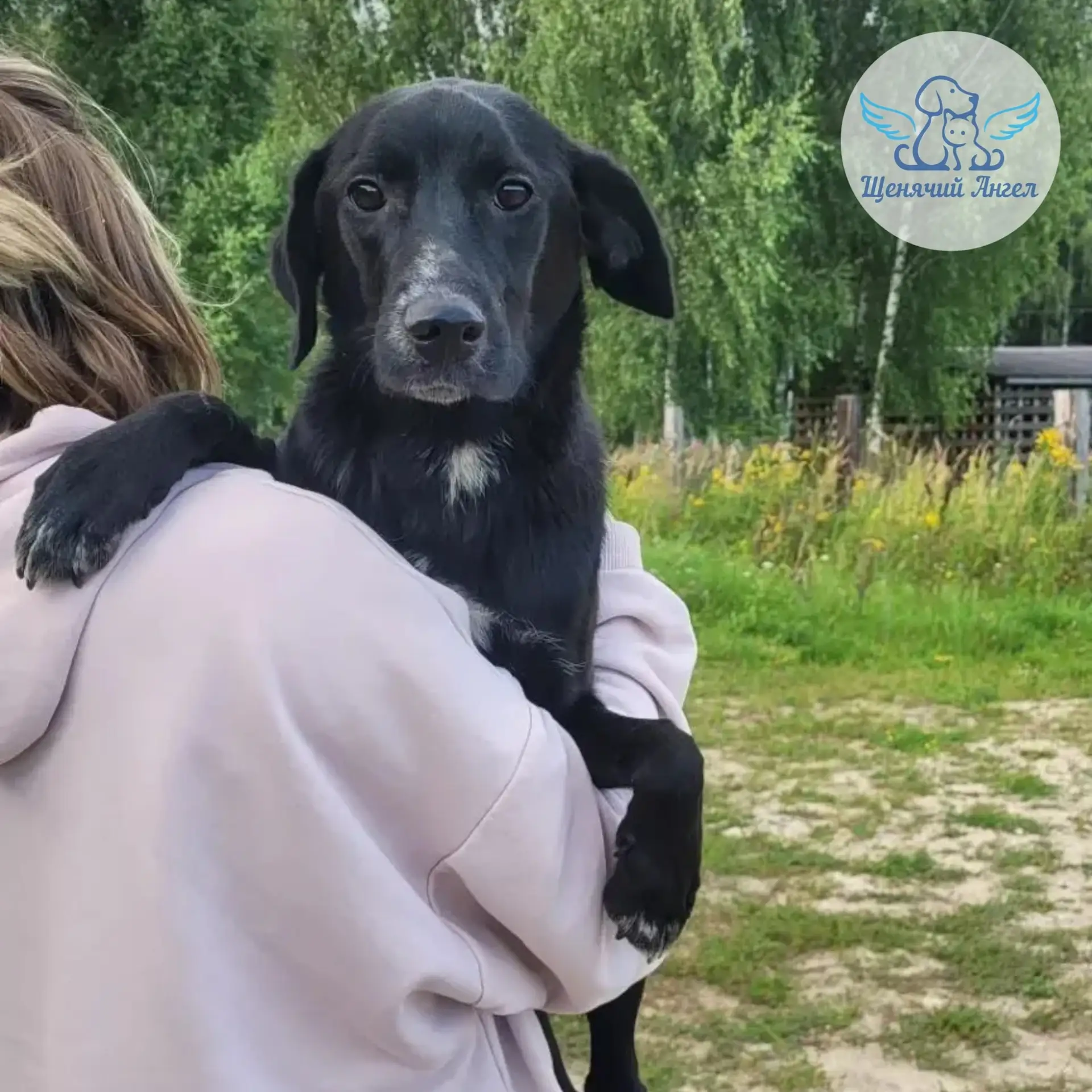 🙏🏻🐾 БЛАГОДАРИМ ЗА СПАСЕННУЮ ЖИЗНЬ: ЩЕНУЛЯ ЧАРА 🐶🍀
