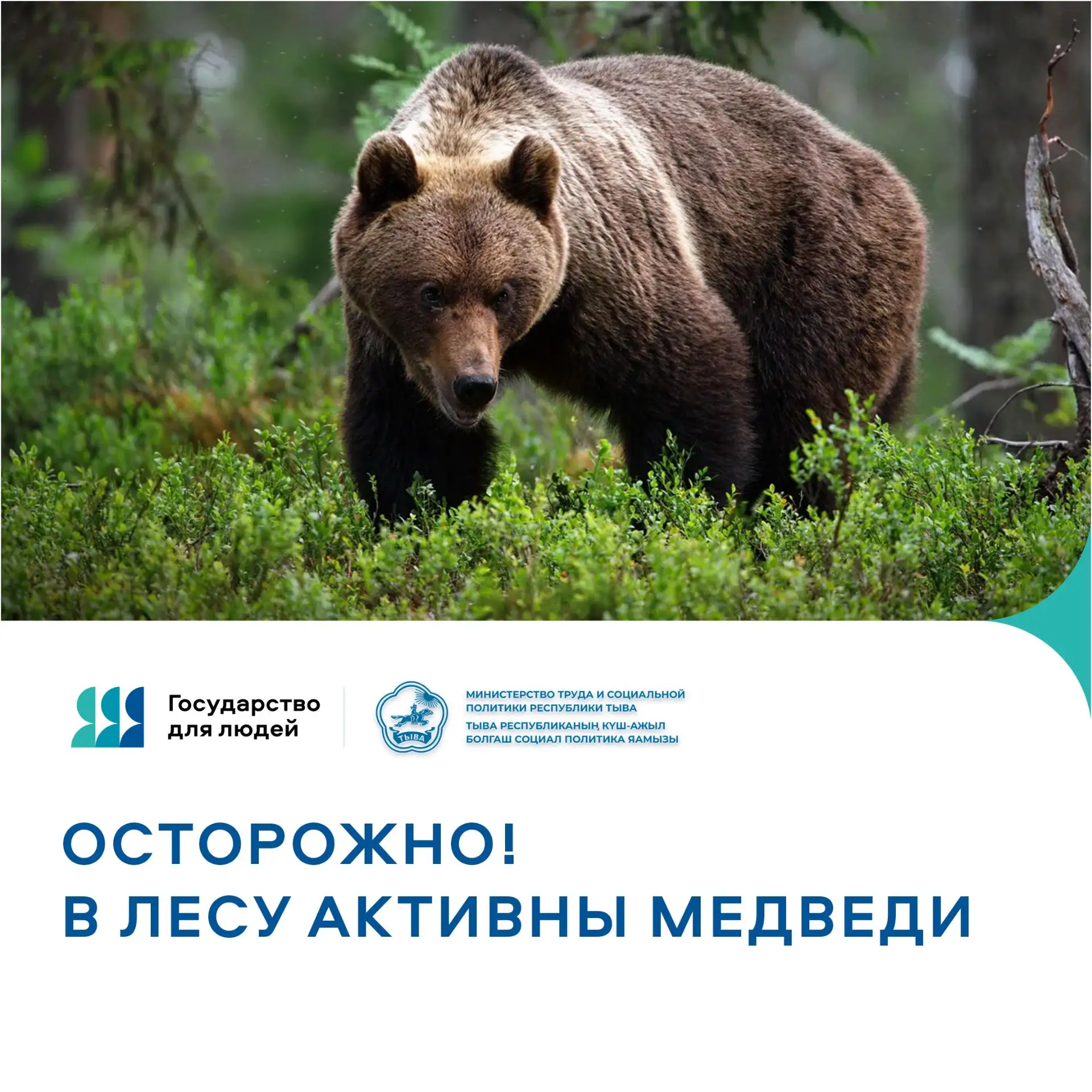 ВНИМАНИЕ! В ЛЕСАХ ТУВЫ ОТМЕЧАЕТСЯ АКТИВНОСТЬ МЕДВЕДЕЙ