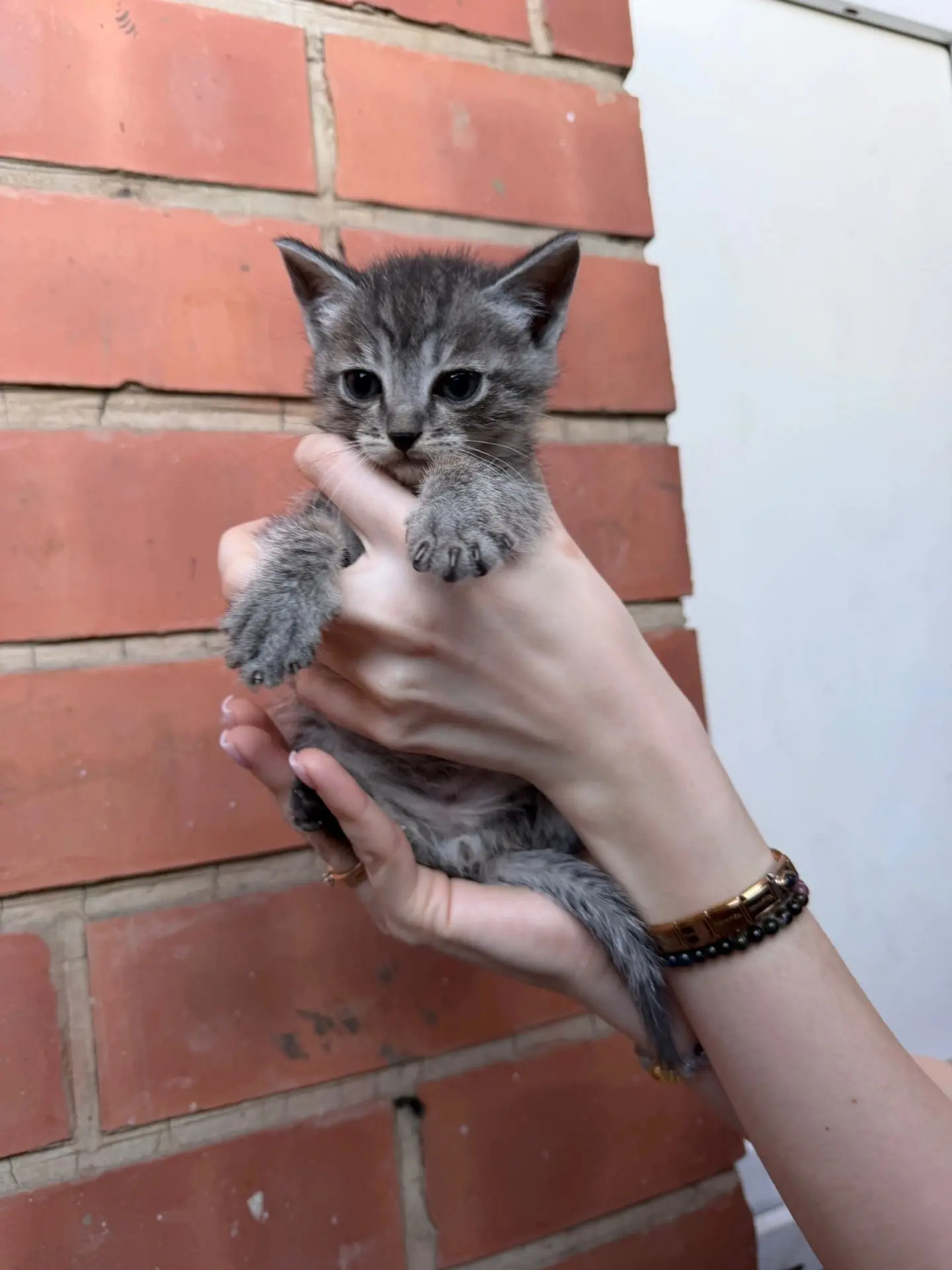 Отдам котят в добрые руки, есть и мальчики и девочки, котята были подобраны 1,5 месяца ...