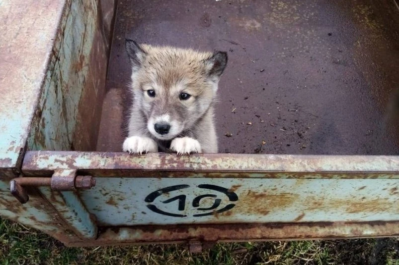 🐶Милыми щенками возместили съеденных тигром собак жителям Приморья  Премилых щенков передали жителям