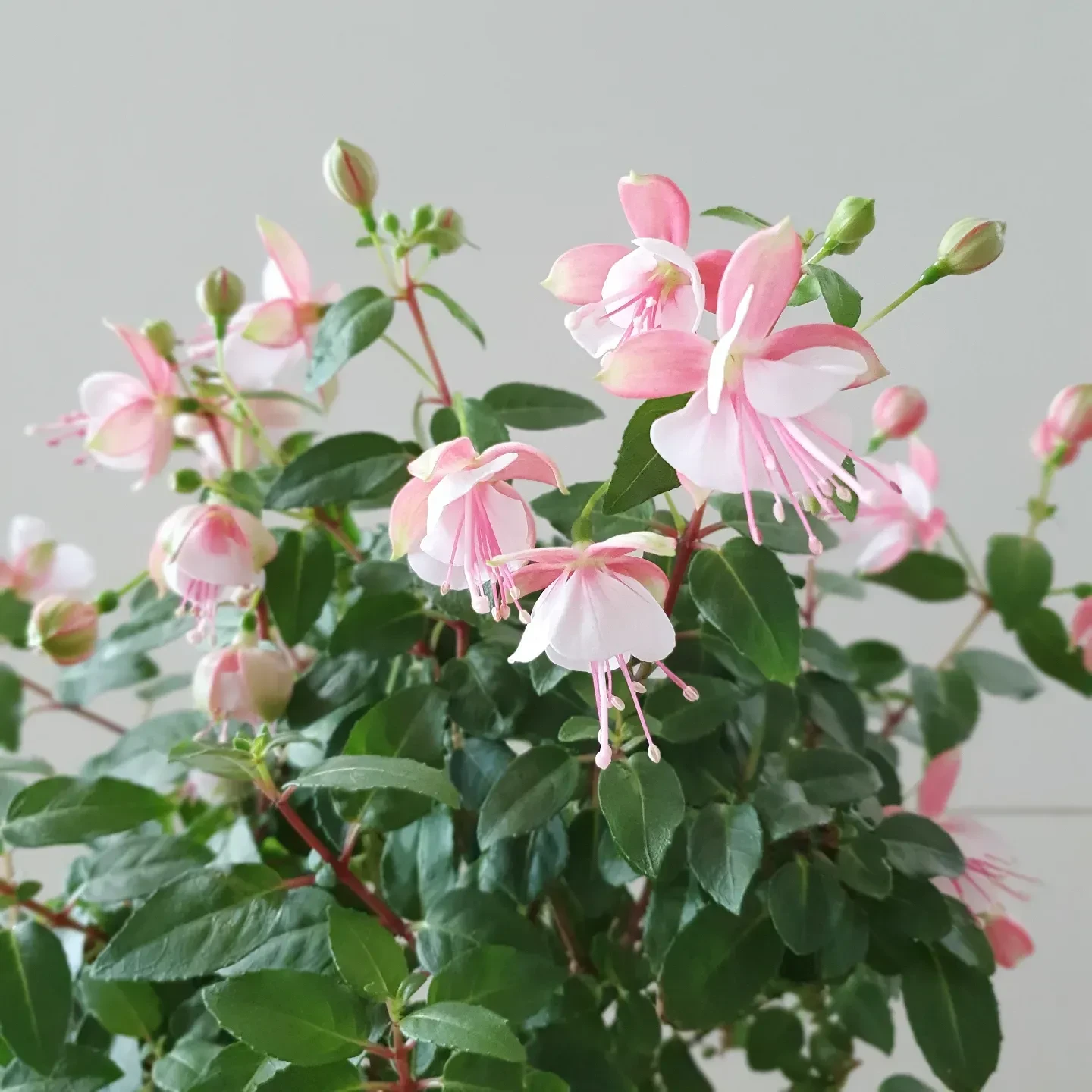 🌸 Фуксия ❤️