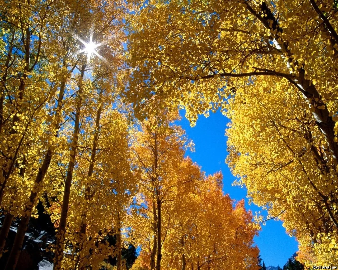 Солнечный луч в золоте осенних крон деревьев ☀️🍂🍁🍂