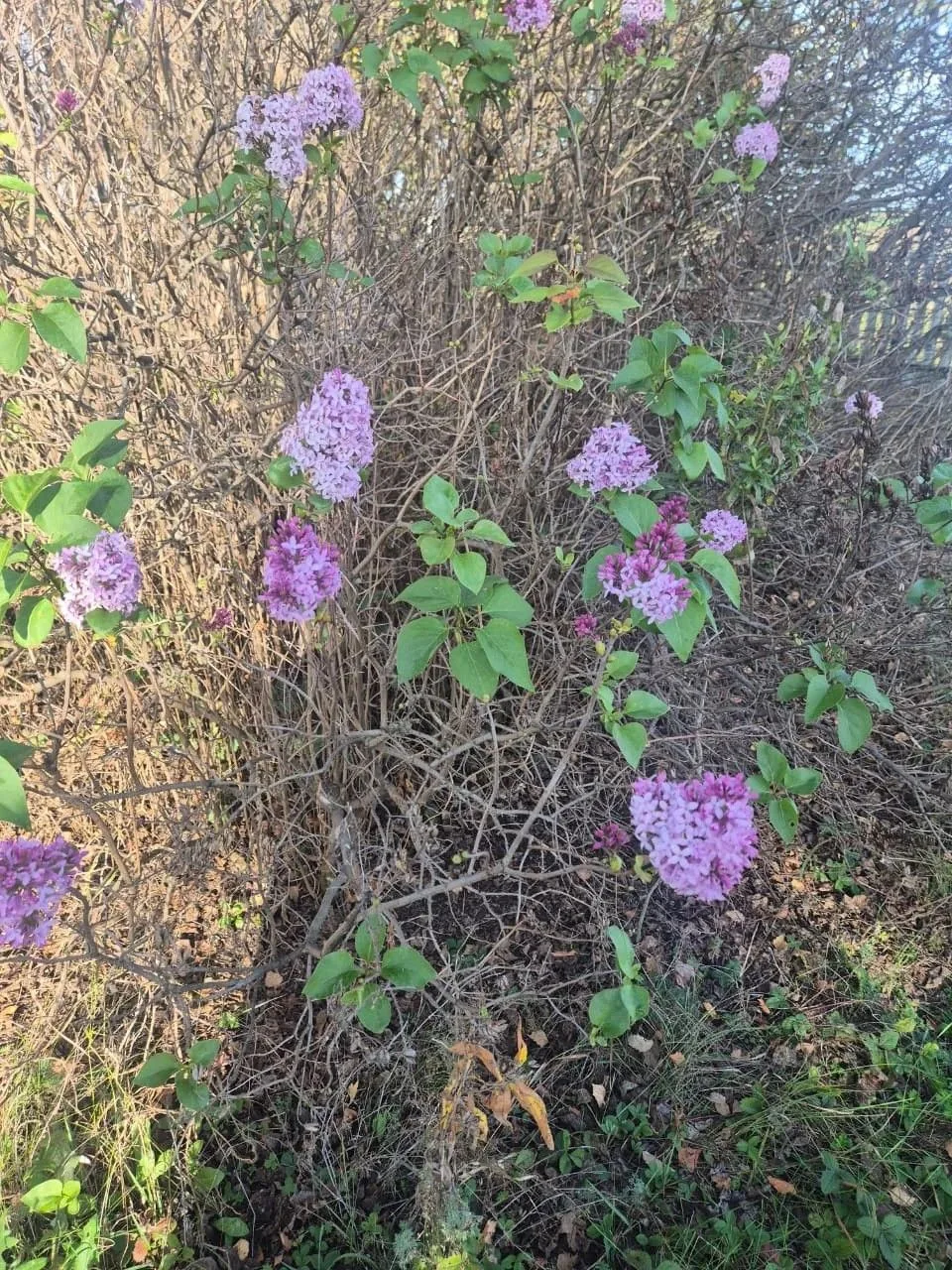 🌸 В Нурлатском районе сирень перепутала сезоны