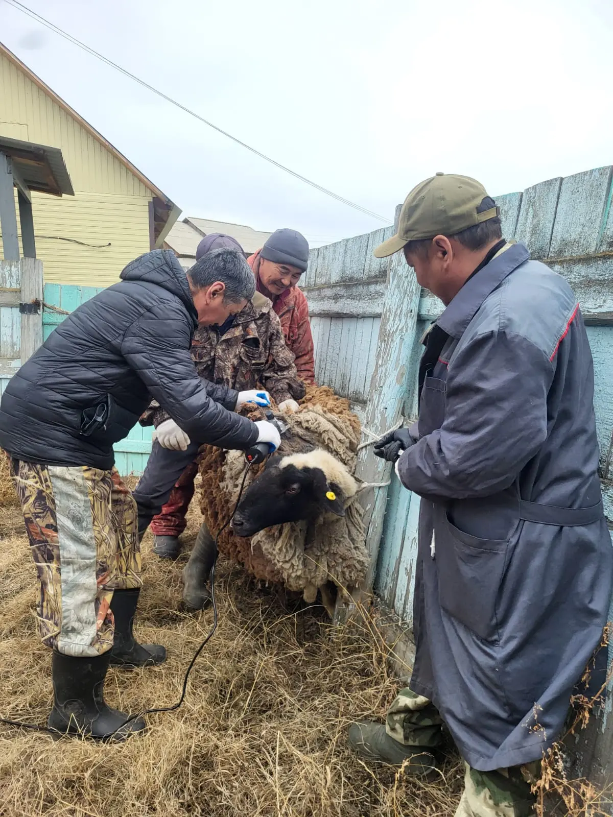 Стрижка лабораторного барана🐑 в Управление ветеринари Намского улуса с филиалом в ЖНЭР.