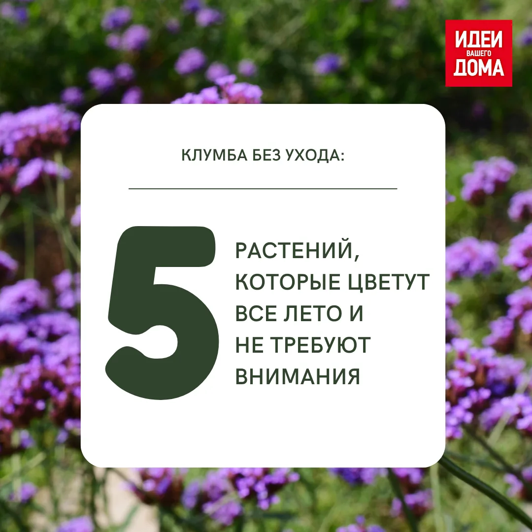 Рассказываем, какие растения цветут до самой осени, не требуют ежедневного полива и про...