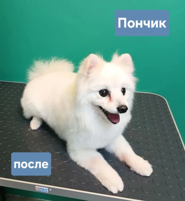 Шпиц Пончик на комплексе. Стрижка под Мишку.