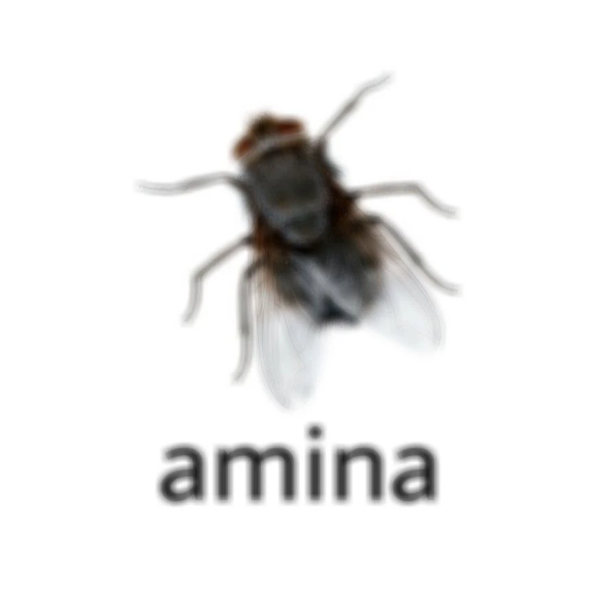 амина тут?