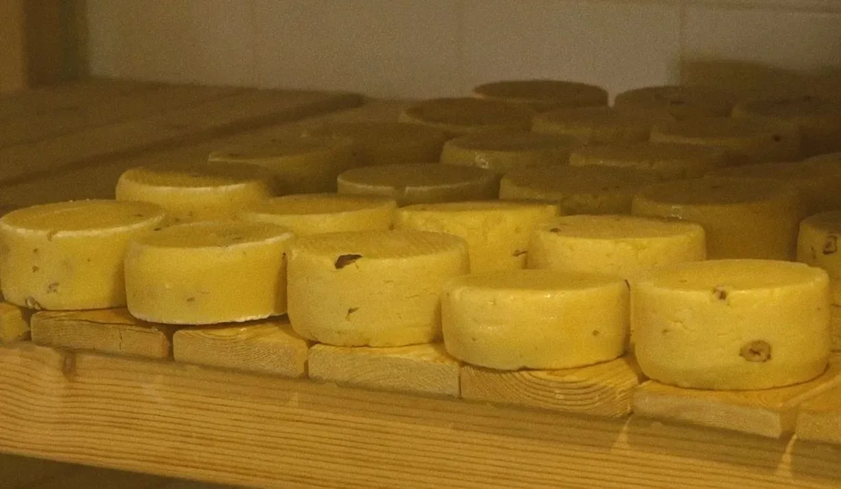 🧀 Энгельсское предприятие выпускает около 40 видов сыров без консервантов