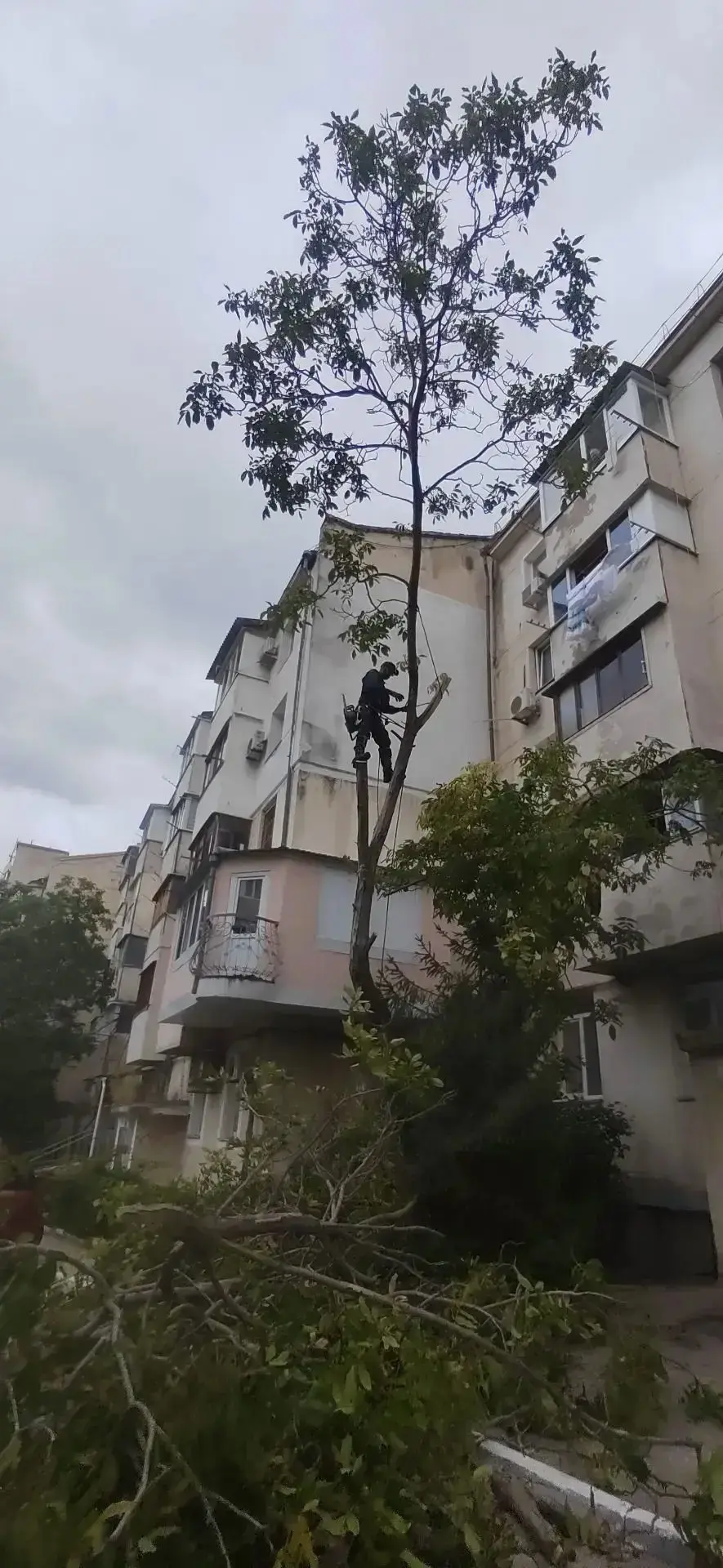 🚧 Дерево, которое держало двор в напряжении, больше не грозит никому