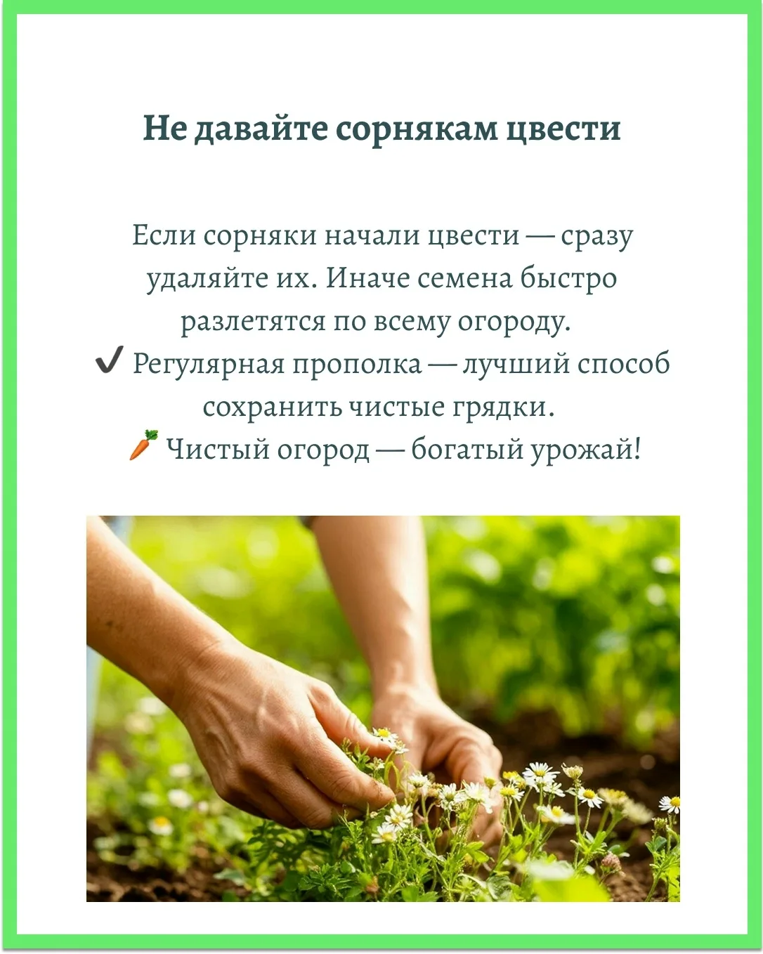 Бакчада чүп үләннәрдән котылу өчен гади киңәшләр.