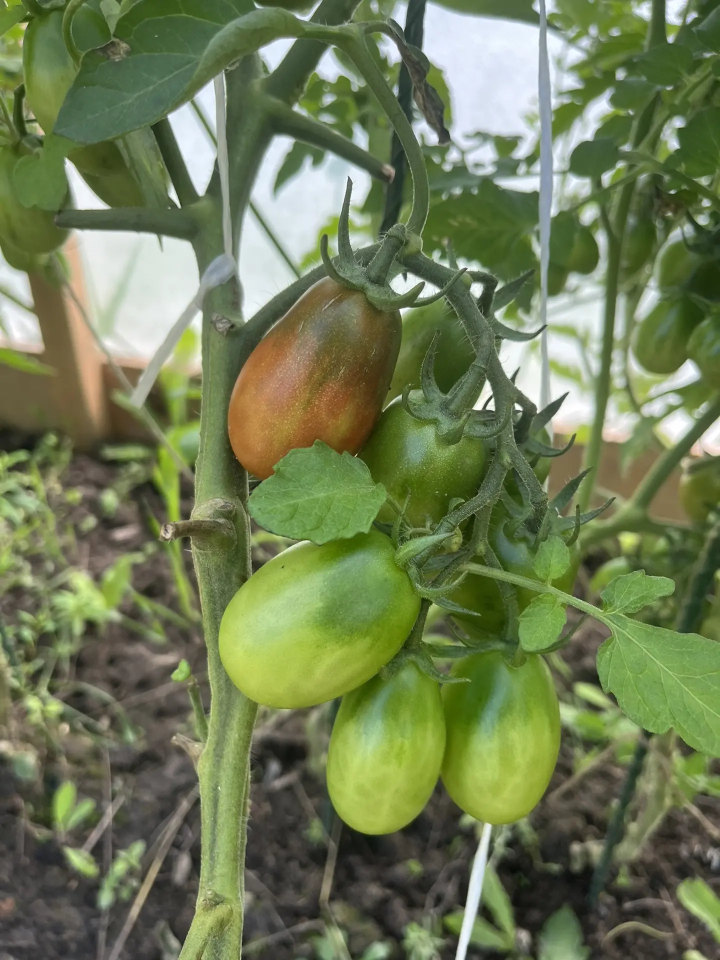Посмотрите помидоры спеют, какая красота ❤️🍅