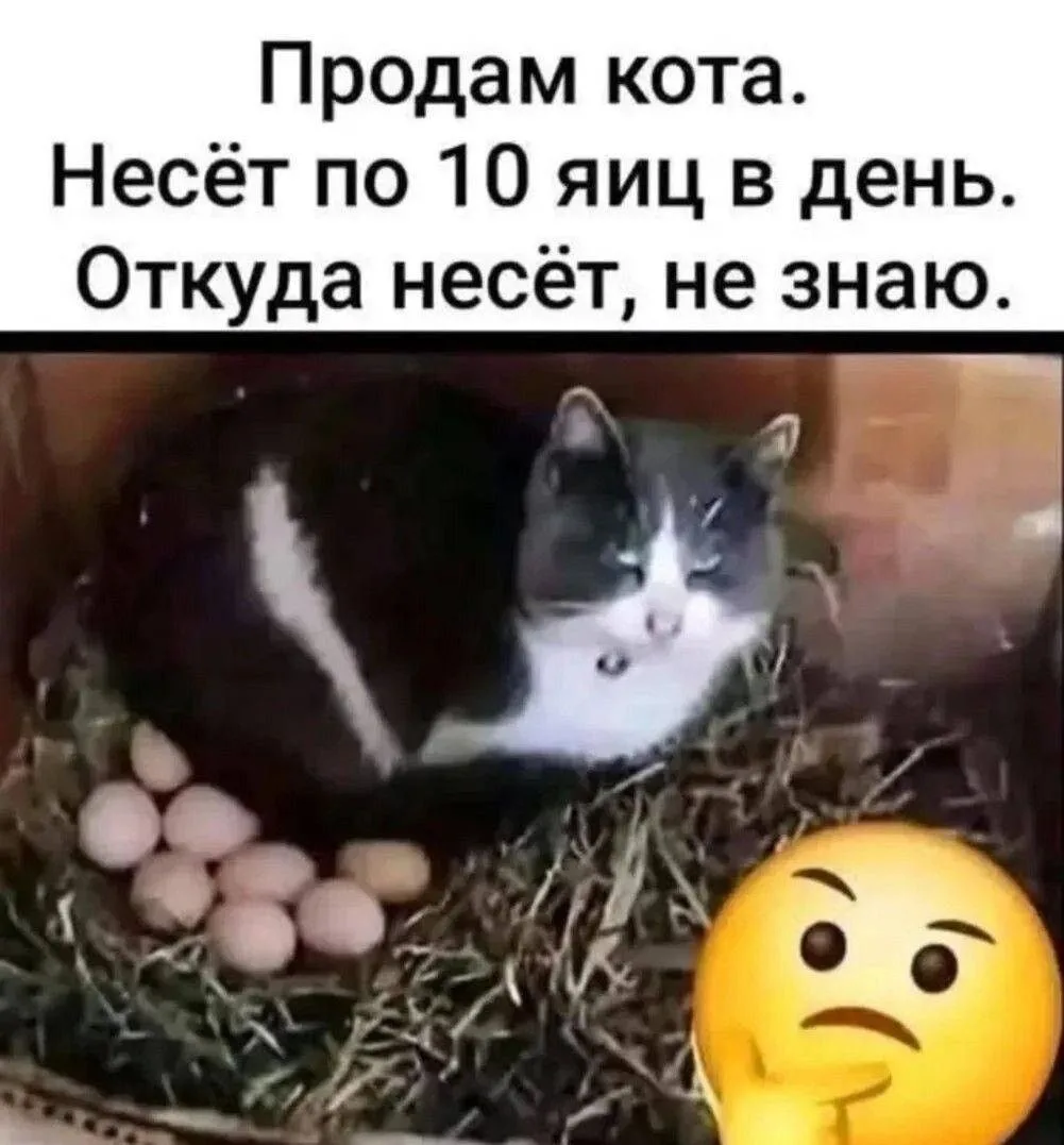 Хороший кот, надо брать !😂

Нажми и подпишись 🔥👇👇