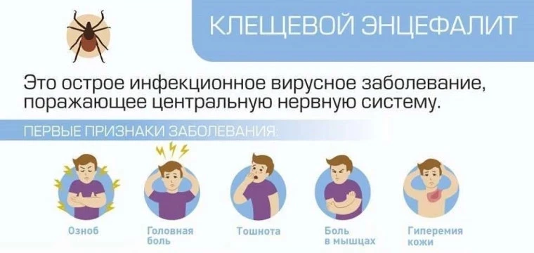 О Всероссийской горячей линии по профилактике клещевого
энцефалита и инфекций, передающихся клещами
