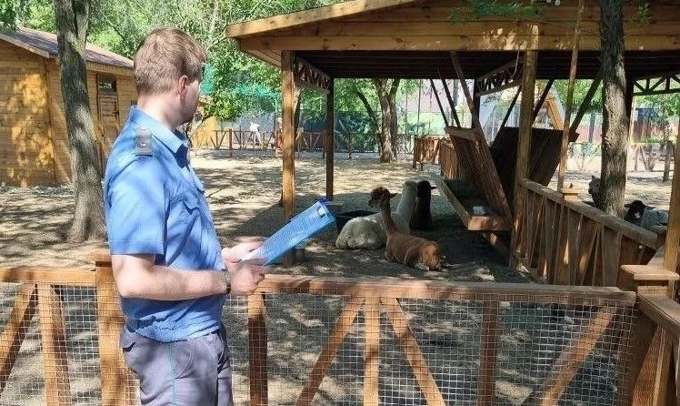 В Оренбурге не успели альпаки справить новоселье, как к ним «постучался» инспектор Россельхознадзора