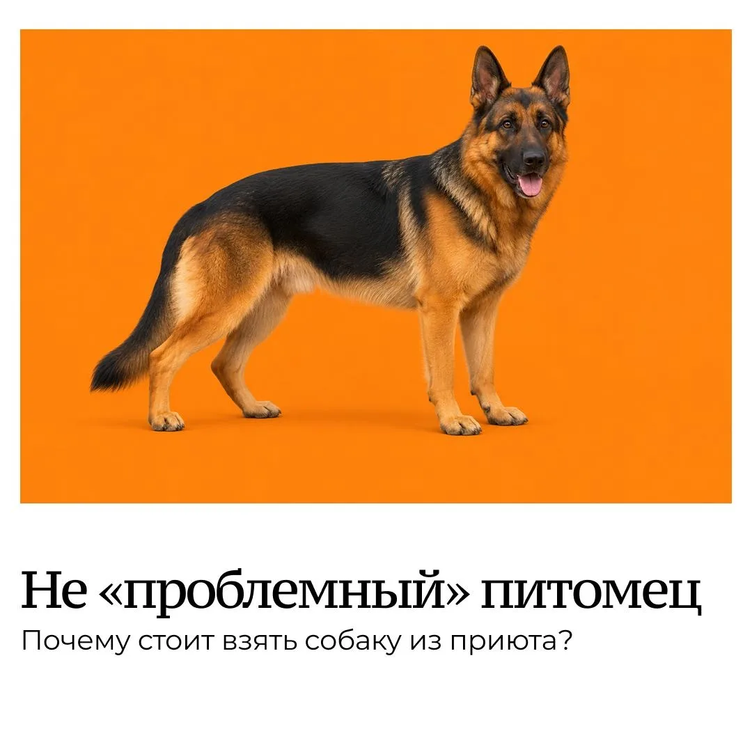 🦮 Думаете завести хвостатого друга? Присмотритесь к собакам из приютов